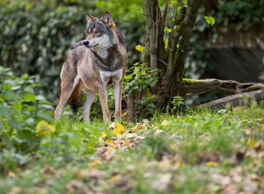 Via DNA-onderzoek is bekend dat dit jaar drie runderen gedood zijn door een wolf en twee runderen gewond zijn geraakt door een wolf