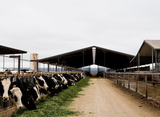 In totaal zijn er in Amerika 172 uitbraken van vogelgriep bij melkvee in dertien staten vastgesteld