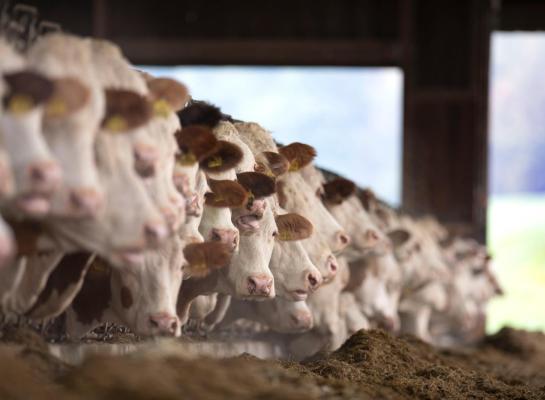 De krimp van 4,3 procent in de afgelopen 12 maanden zorgde er voor dat er voor het eerst minder dan 50.000 melkveehouders zijn in Duitsland