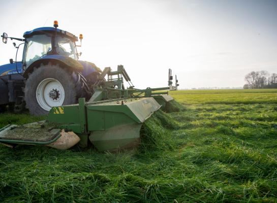 Maaien aan het eind van de middag garandeert geen hogere suikergehalten