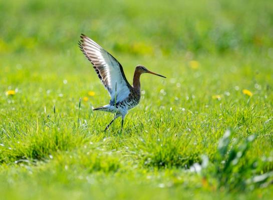 Het doel van het Aanvalsplan Grutto is om 35 aaneengesloten gebieden te maken van elk 1000 hectare groot