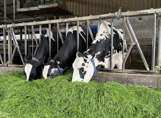 Drie generaties honderdtonners: Nellie 164 (v. Atlantic), Nellie 145 (v. Diamond) en Nellie 127 (v. Shottle)