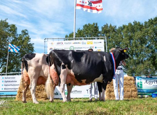 Het kampioensduo bij de senioren, met voorop Geertje 598 en achter haar Drouner Ria 1420 (foto: Henk Lomulder)