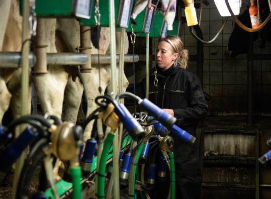 In Nederland daalde de melkaanvoer in juli met drie procent