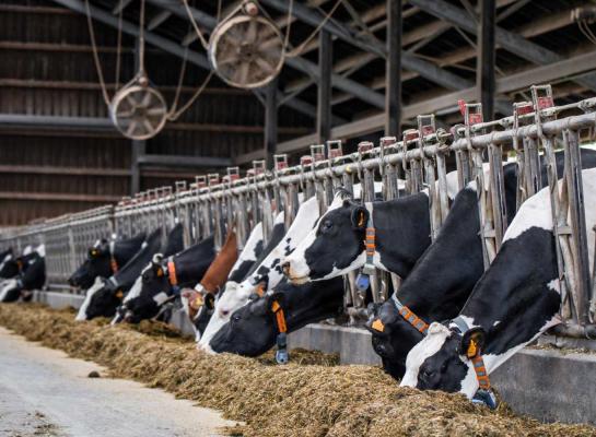 Ventilatoren werken beschermend tegen blauwtong