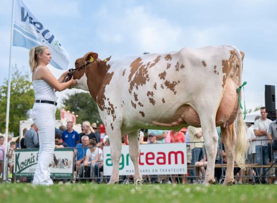 De pas drie weken geleden voor de derde keer gekalfde Wendy 318 (v. Jordy) pakte in Opmeer het algemeen kampioenschap (foto: Fleur Maartje Bakker)