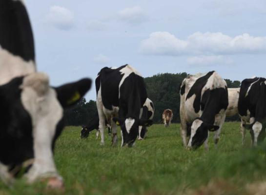 Het grasaanbod neemt toe, maar de opname van gras valt op verschillende plaatsen tegen