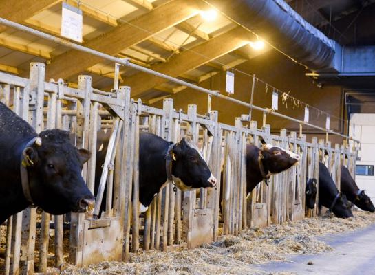 Stieren die hoog scoren voor kilogrammen vet zullen van de nieuwe Inet-berekening profiteren