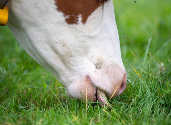 Tussen nu en eind oktober kan er nog veel vers gras groeien dat koeien goed kunnen benutten