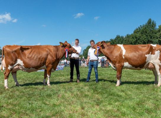 De roodbonte Ross Absolute A (links) en Doortje 3410 (rechts) vormden het kampioensduo in de middenklasse (foto: Cilia Hoekman)