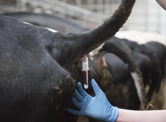 Bij aanvoeronderzoek vond GD 7 bvd-dragers en 34 dragers geboren uit zogenaamde Trojaanse runderen