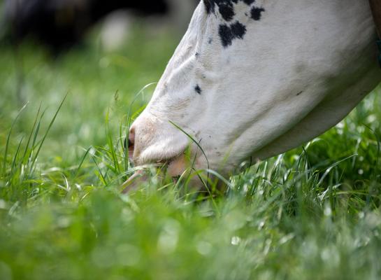 Koelere nachten stuwen het suikergehalte en stimuleren de opname van weidegras