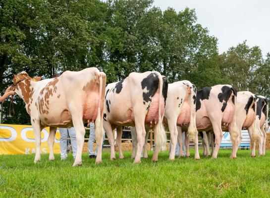 De roodbonte Drouner Aiko 1920 won de vaarzentitel in Lhee (foto: Henk Lomulder)