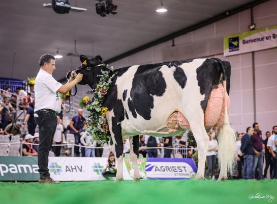 De vier keer gekalfde Noe Pensylvani (v. Lambda) was in Rennes de sterkste