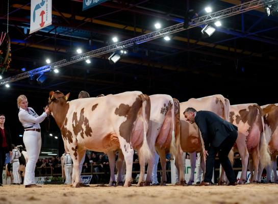 Twente Dairies Incredibull Mel won vorig jaar de titel bij roodbont