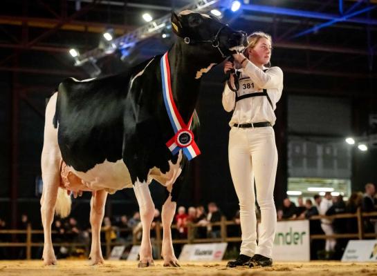 De seniortitel op de HHH-show ging vorig jaar naar Topcross Janice 1 (v. Charityman)