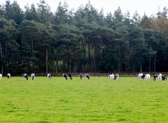 Het aanpassen van dergotatievrije zones rondom Natura 2000-gebieden zorgt voor iets meer mestplaatsingsruimte