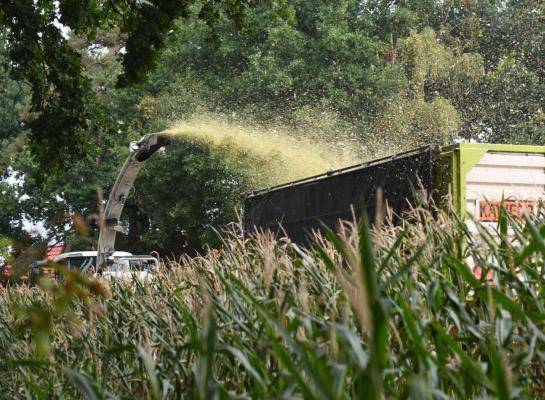 De maispercelen die het verst zijn, halen nu een drogestofgehalte van 27 procent