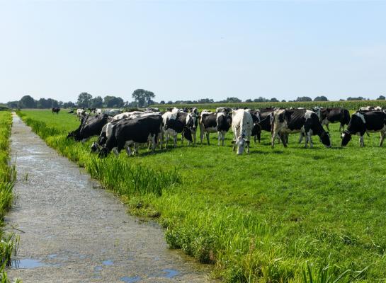 Met de herfst in aantocht komt er meer eiwit in het gras