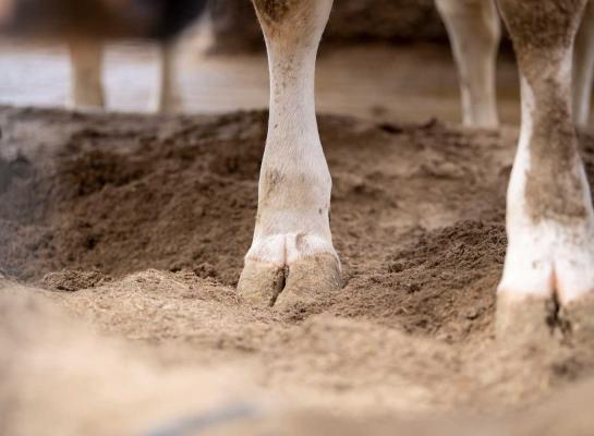 Op de helft van de besmette bedrijven kwam kreupelheid voor