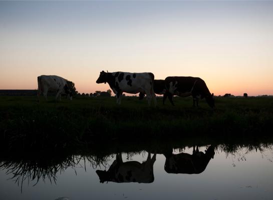 Biologische koeien lopen veel vaker dag en nacht buiten dan koeien op gangbare bedrijven