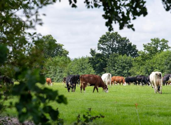 Biologische melkveehouders bij Flynth bereiken onder de streep gemiddeld een marge van 1 tot 3 cent per kg melk