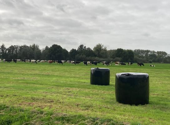 Doordat er veel is gemaaid is er genoeg etgroen om op te weiden