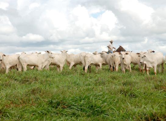 Analisten van Rabobank verwachten dat de productie van rundvlees in Brazilië volgend jaar zal krimpen