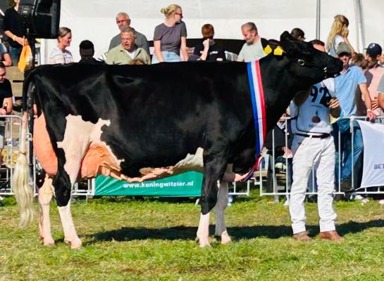 Het dagkampioenschap in Hoornaar kwam op naam van Bankrolldochter Geertje 638 (foto: Auke Landman)