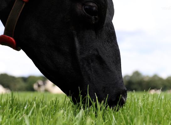 Grasmengsels met High Sugar Grass worden goed opgenomen