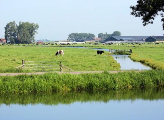 koeien_wei_boerderij_landschapweb.jpg