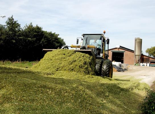 Natte mais inkuilen bovenop goede mais bederft de smaak en kwaliteit van de hele kuil