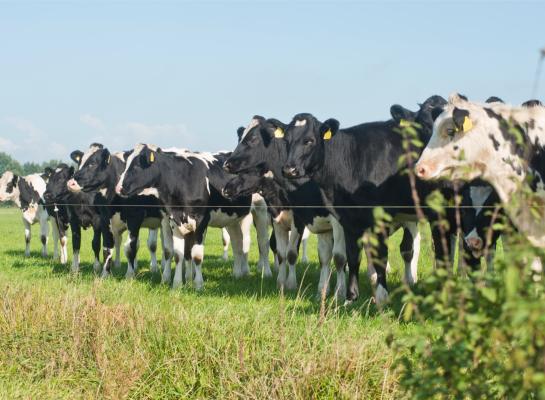 Op bijna de helft van de bedrijven volgt het jongvee een groeicurve voor een afkalfleeftijd van 26 maanden of meer