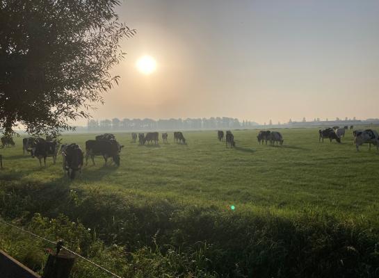 De kwaliteit van het herfsgras is nu vergelijkbaar met andere jaren