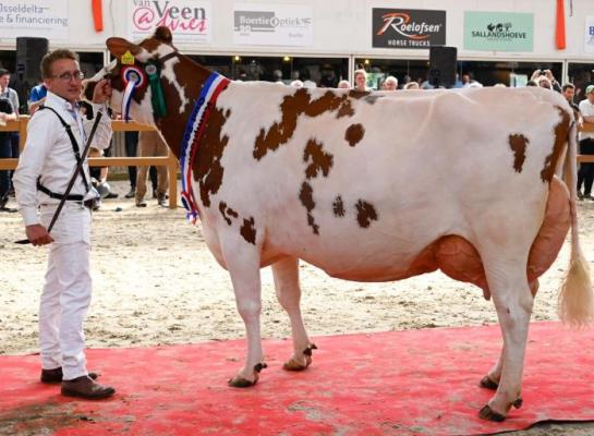 In juni schreef Trillie 171 (v. Carnival) van de familie Vosman de eerste Nationale Roodbont Show op haar naam (foto: Henk Lomulder)