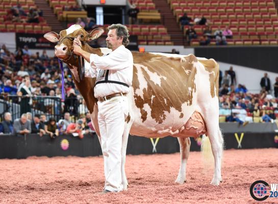 Voor de tweede keer op rij won Premium Apple Crisp Lilly de roodbonttitel in Madison (foto: Cowsmopolitan)