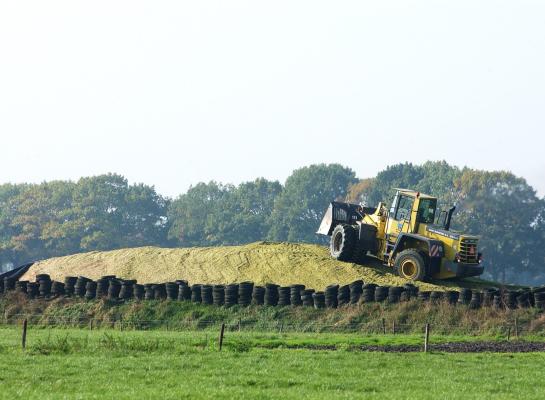 Na 15 oktober stijgt de voederwaarde van snijmais nauwelijks meer