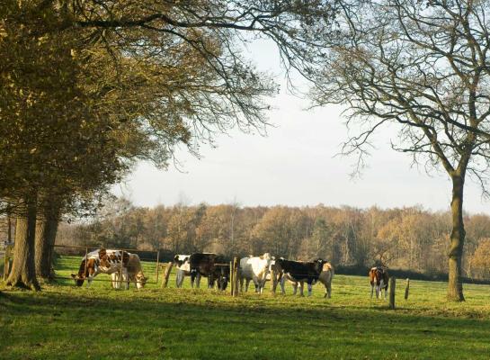 Gebruik de pinken niet als weidebloter; het gras hoeft er niet als een gazonnetje bij te liggen