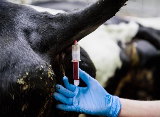 Halverwege volgende week verwacht minister Wiersma resultaten van onderzoek op ruim 1400 sinds 1 september ingestuurde monsters voor blauwtong uit heel Nederland