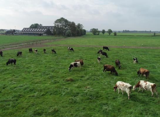 Stripgrazen bij Agnes de Boer