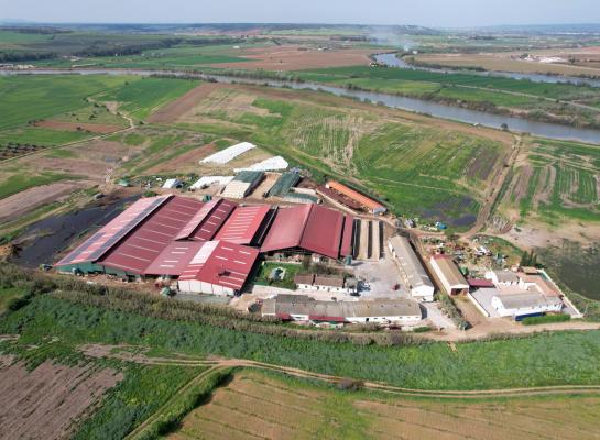 Het bedrijf Granja Fuentes del Tajo is door de jaren heen langzaam uitgegroeid tot een bedrijf met 600 melkkoeien