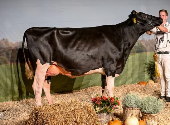 Grietje 293 (v. Malki) won in Vriezenveen het algemeen kampioenschap zwartbont (foto: Henk Lomulder)