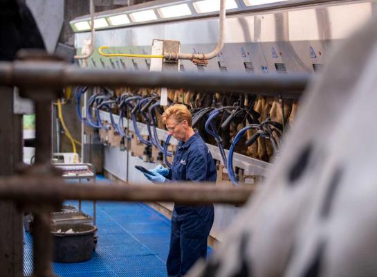 De gerealiseerde levensproductie van de afgevoerde stamboekkoeien lag op gemiddeld 38.293 kg melk 