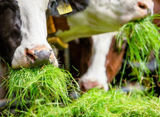 Het voeren van vers gras op stal is een mooie aanvulling op het winterrantsoen