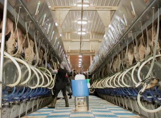 De grotere melkproductie in de VS wordt veroorzaakt door een hogere melkproductie per koe door een sterk stijgende genetische aanleg