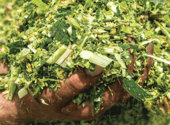 Veeteelt_maissilage_groenig.gif