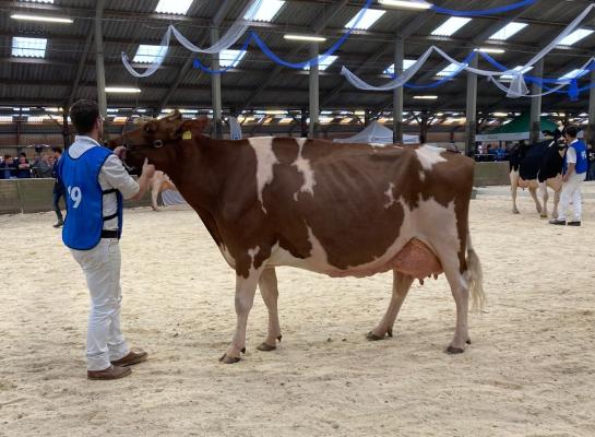 NRP Awesome Amberlee won in Oenkerk zowel de titel Best Red als het algemeen kampioenschap