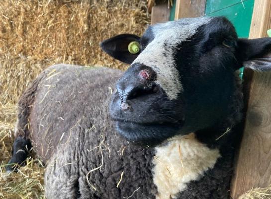 De nieuwe blauwtongvariant werd zowel bij schapen als bij koeien gevonden