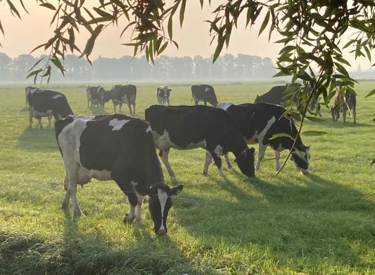 Dankzij de toegenomen hoeveelheid suiker is het gras erg smaakvol