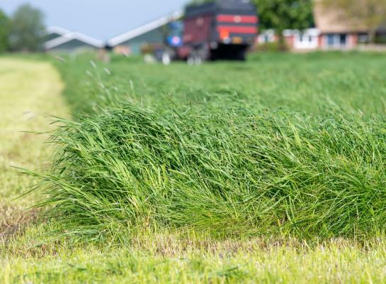 Op de officiële aanbevelende rassenlijst voor 2025 zijn de prestatiecijfers van meer dan 65 rassen Engels raaigras opgenomen